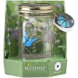 Butterfly in a Glass Jar - Blue Morpho