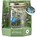 Butterfly in a Jar - Blue Morpho