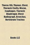 Thorax: Rib, Thymus, Chest, Thoracic Cavity, Viscus, Esophagus, Thoracic Diaphragm, Chest Radiograph, Bronchus, Vertebrate Tra-