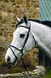 HDR Pro Dressage Bridle