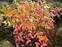 Heavenly Bamboo 50 Seeds - Nandina - Tropical