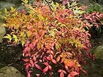 Heavenly Bamboo 50 Seeds - Nandina