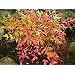 Heavenly Bamboo 50 Seeds - Nandina - Tropical
