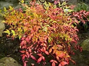 Heavenly Bamboo 50 Seeds - Nandina