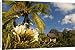 Canvas Prints of Blooming flower in the garden of Beachcomber Le Paradis, near Mont Brabant, from Robert Harding