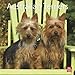 Australian Terriers 2010 Square Wall (Multilingual Edition)