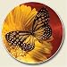 Butterfly Auto Coaster, Single Coaster for Your Car