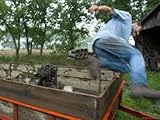 IMAGE OF Man Jumps from a Trailer on a Farm in Nebraska Stretched Canvas Poster Print by Joel Sartore, 30x40