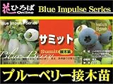 ブルーベリー 苗 サミット サザンハイブッシュ系　接ぎ木苗 ブルーベリー苗【ブルーインパルス】 blueberry