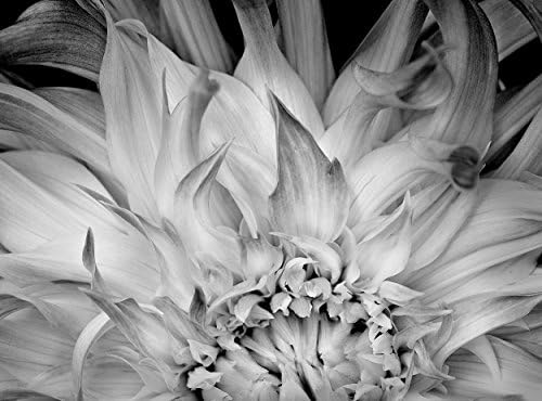 0074b 10.7" X 17" Limited Edition Fine Art Flora Photograph by Russ Martin "Flaming Dahlia Petals" COA (10% of the profit to be donated to The Nature Conservancy)