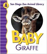 Baby Giraffe