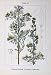 Flowers Sturms 1905 Artemisia Maritima Vulgaris Echter