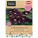 2 Hollyhock Black Barlow by seller hut