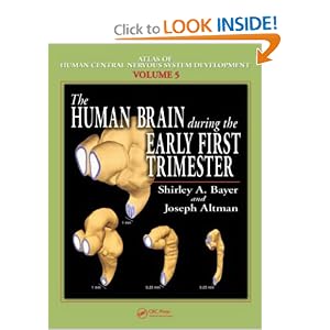 Click here to buy The Human Brain During the Early First Trimester (Atlas of Human Central Nervous... by Shirley A. Bayer and Joseph Altman.