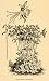 1892 Print Aquilegia Caerulea Flowers Colorado Blue Art - Original Halftone Print