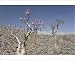 Photographic Prints of Bottle-tree (Adenium obesum), endemic to island, known as desert rose, Diksam from Robert Harding