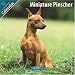 Miniature Pinscher 2010 Wall Calendar #10054-10