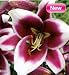 Friso O.T. Hybrid Oriental Lily 2 Bulbs- NEW!