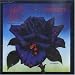 Black Rose: A Rock Legend