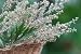 Gemeiner Beifuß (artemisia Vulgaris ) Heilpflanze - 24