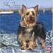 Silky Terriers 2010 Square Wall