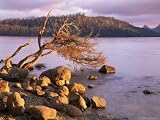 Lake St Clair Cradle MountainLake St Clair National Park Tasmania Australia Pacific Photographic Poster Print By Jochen Schlenker 18x24 Lake St Clair Cradle MountainLake St Clair National Park Tasmania Australia Pacific Photographic Poster Print By Jochen Schlenker 18x24