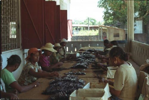 Vanilla Beans - Organic Planifolia Vanilla Beans! - Our Finest Vanilla From India! (8 oz (1/2 lb))