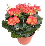 Begonia - 18