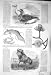 1856 RARE GOOSE WHITE DODO LEPIDSIREN CACTUS FLOWER GNU