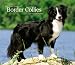Border Collies, For the Love of 2010 Deluxe Wall (Multilingual Edition)