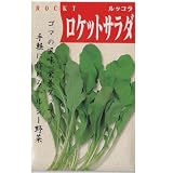 在来固定種　野菜の種「ロケットサラダ〔ルッコラ〕」3ml約1200粒　畑懐〔はふう〕