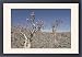 Framed Prints of Bottle-tree (Adenium obesum), endemic to island, known as desert rose, Diksam from Robert Harding