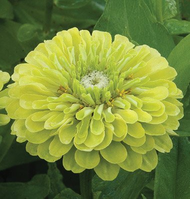 Flower Zinnia Benary's Giant Lime Heat Tolerant D1789 (Green) 50 Open Pollinated Seeds by David's Garden Seeds Flower Zinnia Benary's Giant Lime Heat Tolerant D1789 (Green) 50 Open Pollinated Seeds by David's Garden Seeds