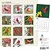 Cardinals 2016 Square 12x12