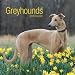 Greyhounds 2009 Calendar