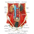Human Pelvis Urinary System Anatomy Medical Anatomical Chart by  EducationalModel.com