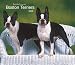 boston terrier - Boston Terriers, For the Love of 2008 Deluxe Wall Calendar