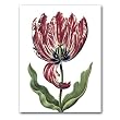 genus Tulipa 38 - 5" x 7" Museum Quality Greeting Card