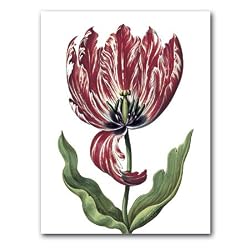 genus Tulipa 38 - 5" x 7" Museum Quality Greeting Card