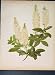 White Alders Clethra Alnifolia Michauxi Flower Print