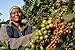 Kenya Peaberry Plus Rwaikamba Co-op Ngutu 100% Arabica Coffee Beans (Light Roast (City), 2.5 pounds Whole Beans)
