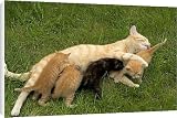 Canvas Prints of LA-8271 Cat - Ginger female with kittens suckling / feeding from Ardea