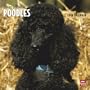 Poodles, Toy and Miniature 2010 Square Wall (Multilingual Edition)