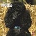poodle7 - Poodles Toy and Miniature 2010 Square Wall Multilingual