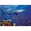 Melissa & Doug Shark 100 Piece Jigsaw Puzzle