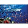 Melissa & Doug Shark 100 Piece Jigsaw Puzzle