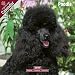 poodle20 - Poodle 2009 Wall Calendar