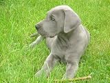 Puppy Great Dane Garden - 24