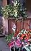 Variegated Pink Eureka Premium Five Gallon Topiary