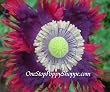 100 Poppy Seeds. Drama Queen Poppies. Papaver. One Stop Poppy Shoppe&reg; Brand.